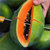 17岁的甜广西红心木瓜3斤装净重约2.7斤 当季新鲜水果第4张高清大图