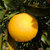 江西赣南脐橙特级精品大果 整箱2个装(绿色食品 水果)第3张高清大图
