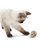 田田猫宠物猫玩具4个装无 帆布小球幼猫玩具第3张高清大图