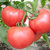 四川攀枝花沙瓤西红柿 番茄 2.5kg装 产地直发 新鲜采摘第4张高清大图