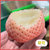 白草莓淡雪白色草莓礼盒新鲜白雪公主奶油牛奶草莓情人节礼物水果丹东东港(生鲜储存温度 500g普通装)第3张高清大图