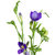 【鲜花猫】香雪兰鲜花速递昆明产地直发(香雪兰紫色8-10支 按链接)第3张高清大图