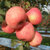 京觅陕西洛川红富士苹果5kg 一级铂金果 80-85mm  新生鲜水果 孕妇可食第2张高清大图