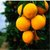 赣南的脐橙5斤55-65mm小果橙子新鲜当季水果手剥甜橙果冻冰糖橙批发包邮18-23个(赣南脐橙5斤18-23个)第3张高清大图