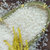 太粮靓虾王香软米油粘米籼米大米1kg 国美超市甄选第5张高清大图