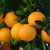 麻阳冰糖橙原产地直发新鲜甜橙10斤礼盒装新年贺礼冰糖橙包邮第4张高清大图
