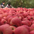 琉森 正宗洛川红富士苹果时令水果带箱10斤 净货9斤左右（果径70-85）不发货地区：新疆，西藏，黑龙江，海南，青海(9斤普通装)第3张高清大图