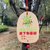 俊采云JYZL1植树节挂牌树木认养牌植物纪念牌学校公园园林果树学校吊牌标签牌（单位：个）(JYZL1)第5张高清大图