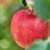 【顺丰包邮】农夫山泉17.5°苹果 阿克苏苹果(15个装（单果75-80mm）)第4张高清大图