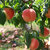 泰美农山东肥城水蜜桃约5斤8-12个装 个大皮薄 白里透红第3张高清大图