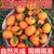 奉节脐橙橙子约10斤单果70-80mm 酸甜适度 脆嫩化渣第2张高清大图