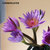 FlowerPlus花加紫色睡莲10枝单品花束产地水养鲜切花装饰速递包邮(睡莲10枝)第3张高清大图