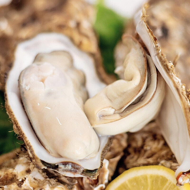 弘运德威海鲜活生蚝5斤装5xl号约810只乳山新鲜牡蛎海蛎子