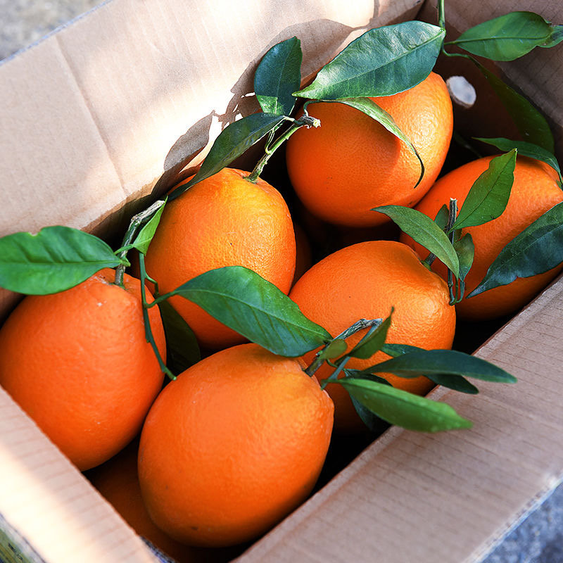 渝见橙重庆奉节脐橙48斤9斤新鲜水果甜橙子鲜橙手拨橙净重9斤单果果径