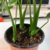 绿植盆栽龟背竹水土培花卉办公室内观叶植物净化空气第4张高清大图