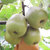 蒲江红心猕猴桃24粒装 单果70-90g 新鲜奇异果水果第3张高清大图