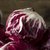 【顺丰】新鲜落地球生菜 紫苣 红菊苣 红叶包菜 沙拉菜(250g)第3张高清大图