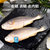 三都港三去深海宁德大黄花鱼700g/2条装 生鲜 鱼类 国产海鲜水产 健康轻食 国美超市甄选第2张高清大图