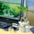 人参榕盆栽办公室迷你水培植物 每盆不同，显人生百态(玻璃盆)第3张高清大图