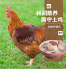 简守散养大公鸡4斤以上 冰鲜鸡肉 农家走地鸡 冷链配送(净重4斤以上)
