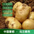 内蒙古土豆新鲜黄心沙面大土豆高山洋芋10斤包邮农家自种马铃薯(5斤)第3张高清大图