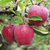 甘肃天水花牛苹果水果新鲜整箱孕妇当季红蛇果粉面平果(花牛苹果8.5斤（80-85mm）)第3张高清大图