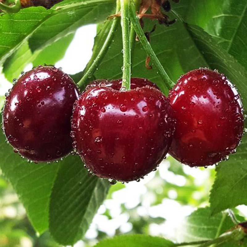 杞农优食大连美早樱桃国产车厘子单果68g2426mm500g顺丰包邮核小肉厚