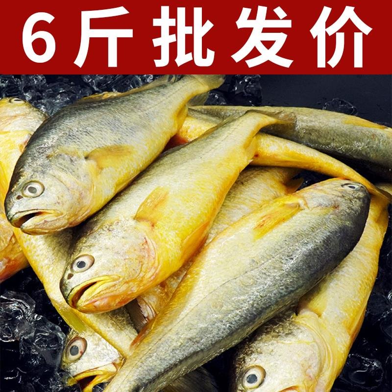 青島小黃花魚新鮮海捕鮮活5斤帶箱小黃魚冷凍生鮮海鮮水產深海魚商用