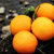 【果耶】四川月亮岛脐橙 5斤 现摘鲜橙子 新鲜水果(中果65-75mm)第3张高清大图