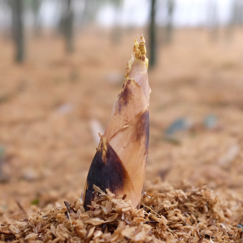 【顺丰速运】临安天目山春笋3斤装脆嫩爽口(3斤)