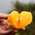 17岁的甜爆汁纽荷尔脐橙3斤 单果60-65mm 酸甜可口汁水充沛第8张高清大图