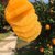【3元一斤】江西赣南脐橙福利装应季水果橙子整箱批发(10斤家庭装)第3张高清大图