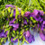 【鲜花猫】香雪兰鲜花速递昆明产地直发(香雪兰紫色8-10支 按链接)第2张高清大图
