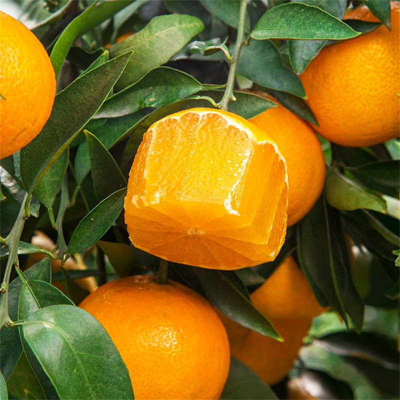 橘子的种类及图片图片