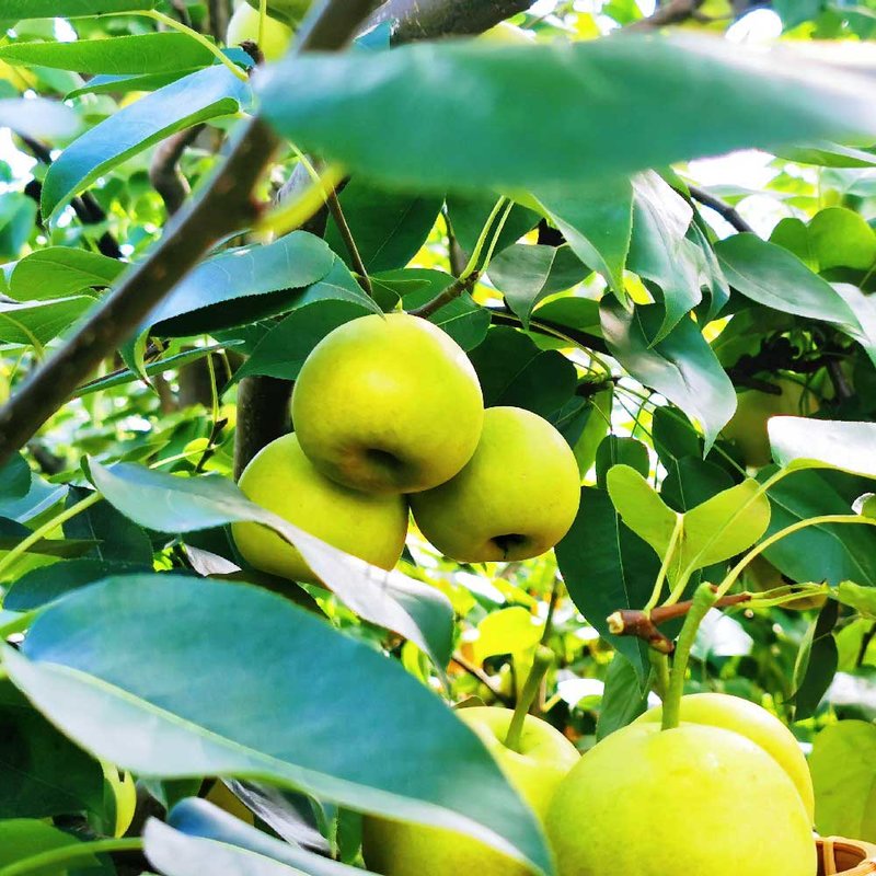 果味可【国美好货】云南高原早白蜜梨 净重5.6-5.