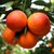 精选四川正宗塔罗科血橙橙子5斤装，皮薄多汁，酸甜可口，孕妇水果第7张高清大图