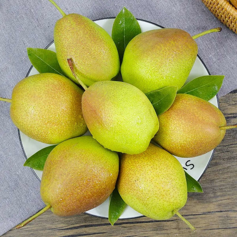 梨花朵朵国美真选河北特产水果新梨7号净重5斤脆甜多汁产地直发