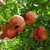 17岁的甜突尼斯软籽石榴中果净重约3斤单果250-300g 当季新鲜水果第2张高清大图