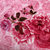 凡居舍 金貂绒毯 毛毯 法莱绒床单 毯子 加厚珊瑚绒毯(粉色玫瑰毛毯 180*200cm)第2张高清大图