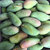 刘陶鲜果  缅甸芒果8斤装（单果200-500g） 新鲜水果第5张高清大图