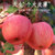 洛川苹果青怡苹果水果 脆甜红富士 优级果4.5斤 单果140g以上 礼盒装 国美超市甄选第9张高清大图