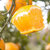麻阳冰糖橙橙子水果新鲜当季整箱应季湖南包邮手剥果冻甜橙子(冰糖橙9斤大果)第3张高清大图