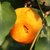 陕西大黄杏新鲜水果杏子当季孕妇水果(5斤装)第4张高清大图