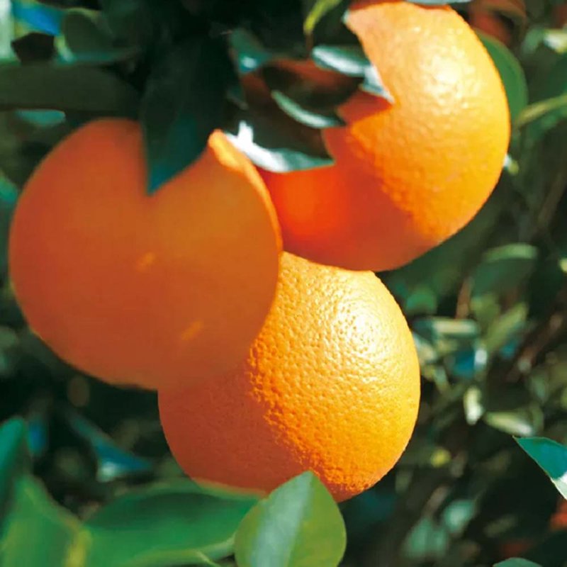 土八鲜江西赣南脐橙5斤装80-90mm 大果