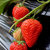 城南堡花  顺丰空运 红颜草莓 奶油草莓 大凉山露天草莓 新鲜水果(净重约5斤装)第4张高清大图
