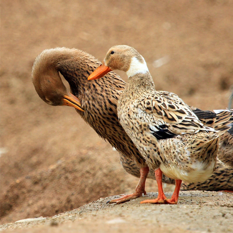 农村土鸭子整只麻鸭草鸭老鸭新鲜肉笨鸭21斤