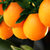 农夫山泉17.5°橙子 小巧果3kg装 甜橙新鲜水果 黄金甜酸比第4张高清大图
