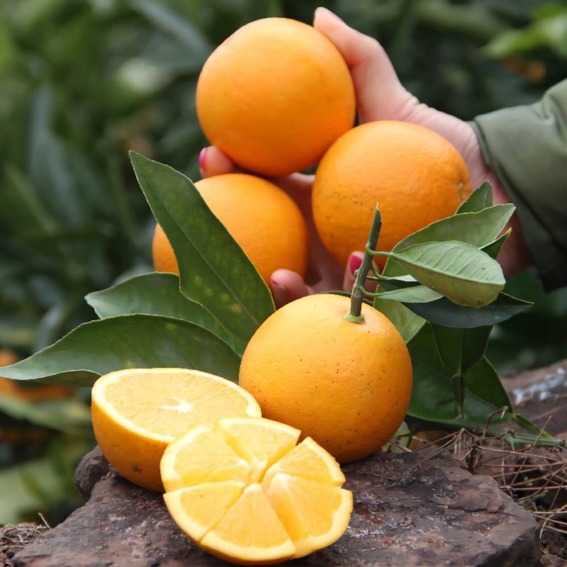 17岁的甜湖南麻阳冰糖橙9斤装大果单果6065mm皮薄