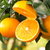 誉福园四川眉山爱媛果冻橙新鲜柑橘橙子现摘现摘5斤8-12颗（75mm+） 口感脆甜，水分充足第6张高清大图