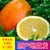 奉节脐橙橙子约10斤单果70-80mm 酸甜适度 脆嫩化渣第4张高清大图